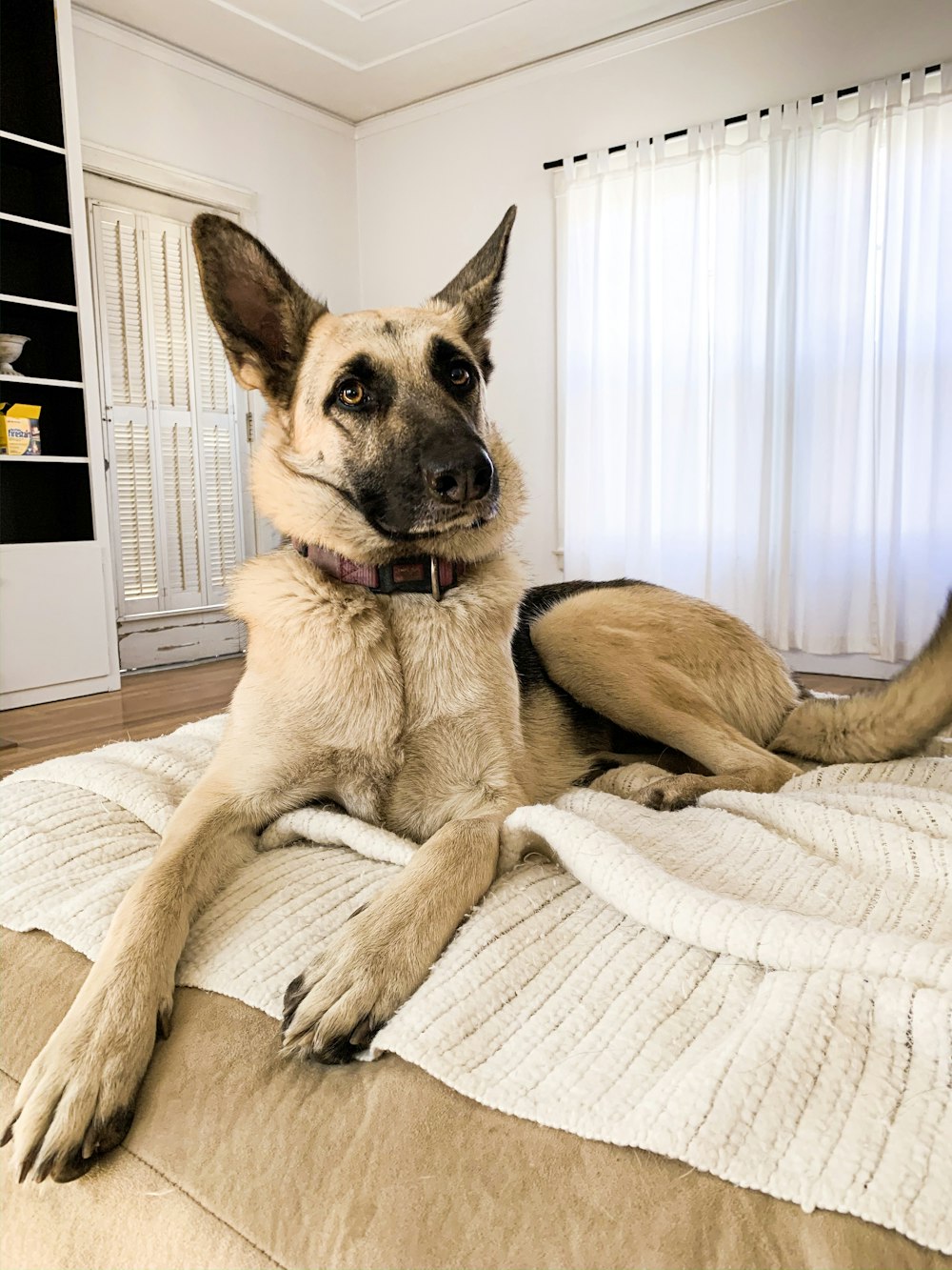 tan and black German shepherd dog