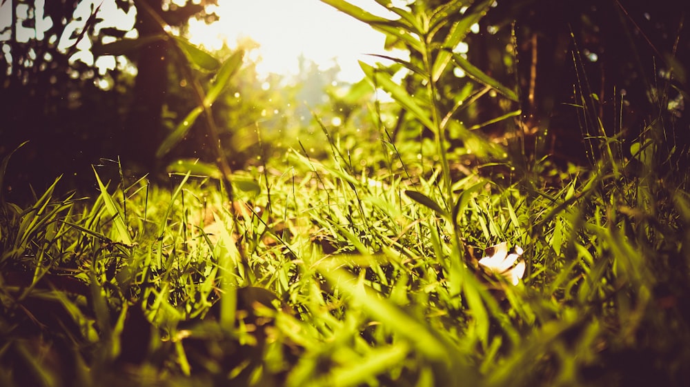 close-up photography of grass near tree