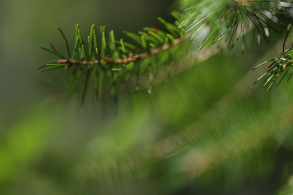 close-up photography of pine leaves