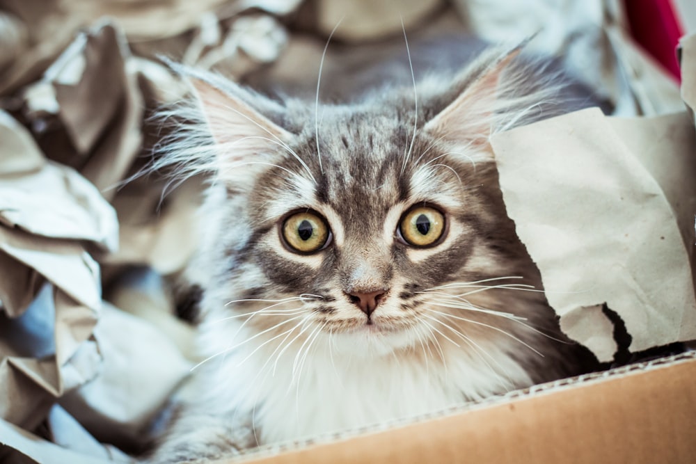 shallow focus photo of white and gray cat