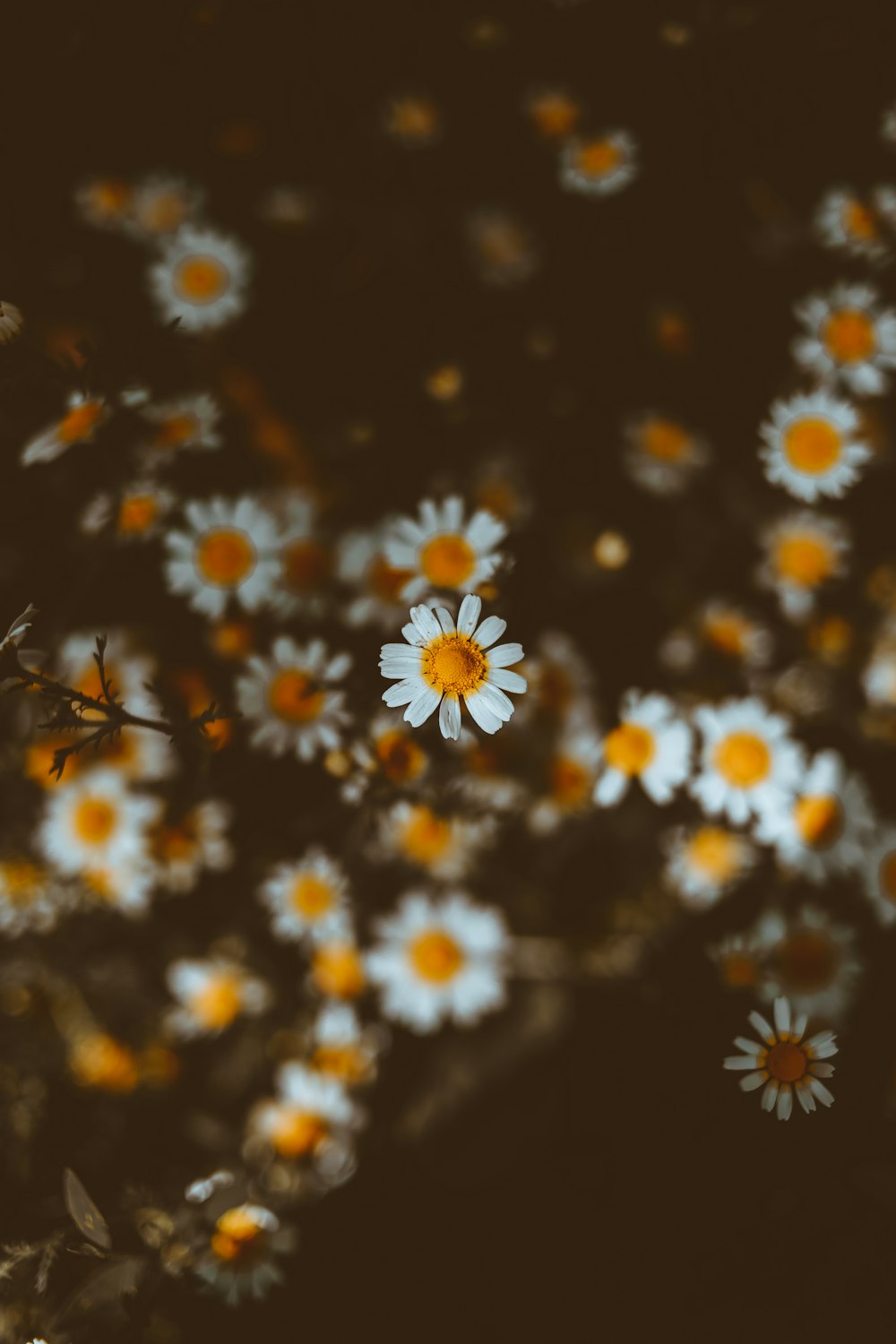 macro photography of white and yellow daisy flowers