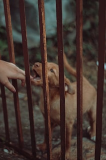 A brown puppy stands behind rusty metal bars, appearing to reach towards a hand that extends through the bars, possibly playing or being playful.