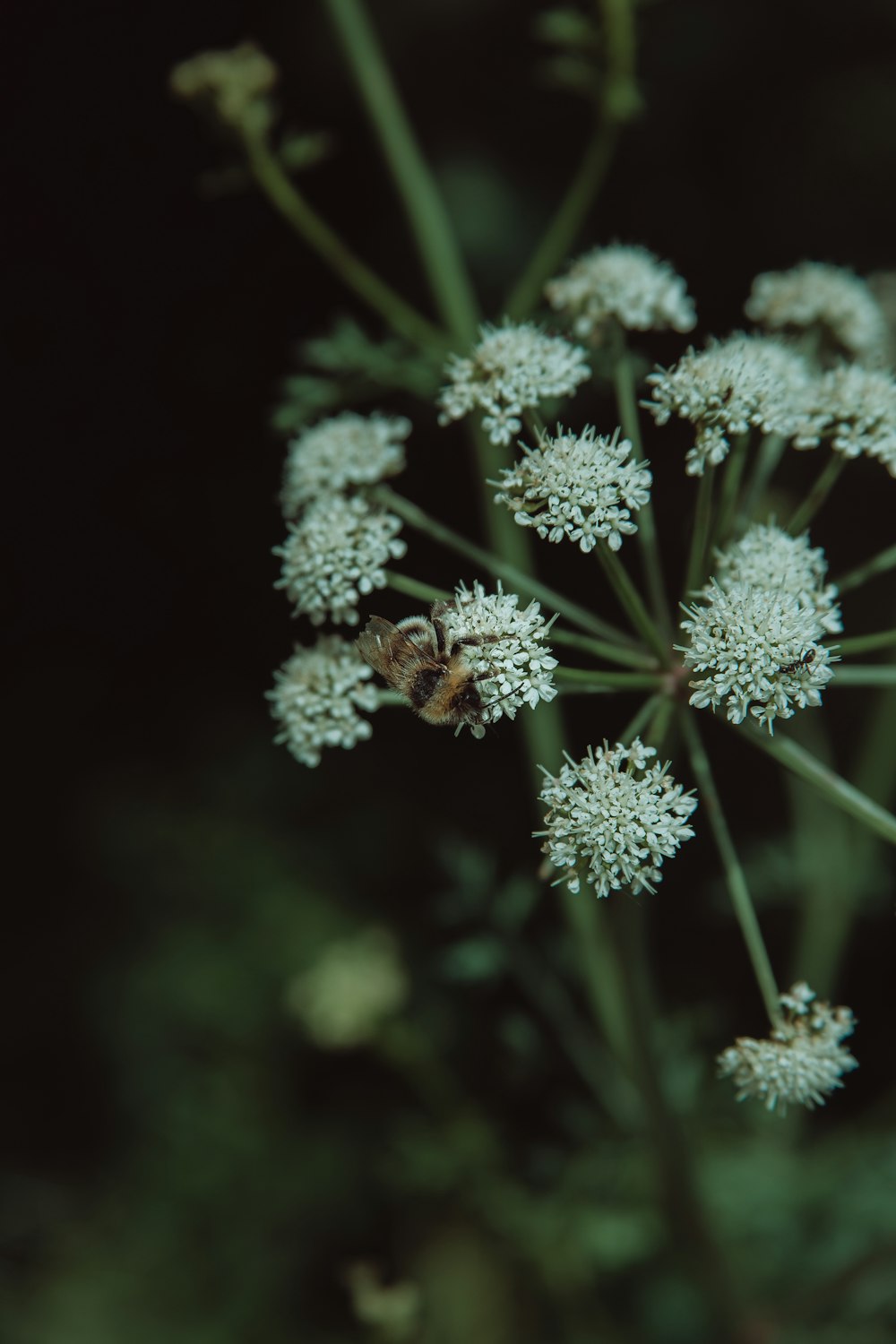 white-petaled flowers