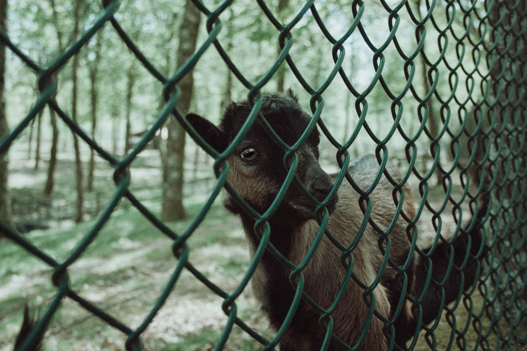 brown goat beside wire fence
