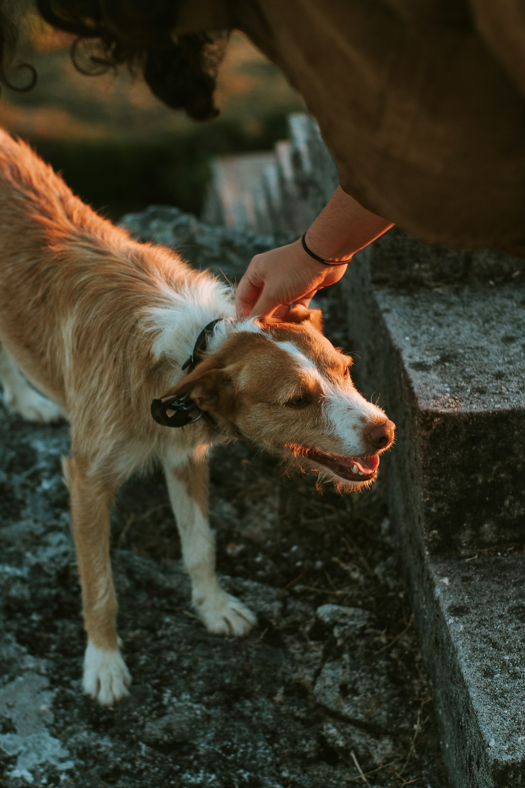 person holding brown and white dog