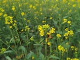 A vibrant field of blooming flowers with bees actively collecting nectar