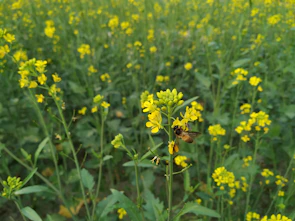 A vibrant field of blooming flowers with bees actively collecting nectar
