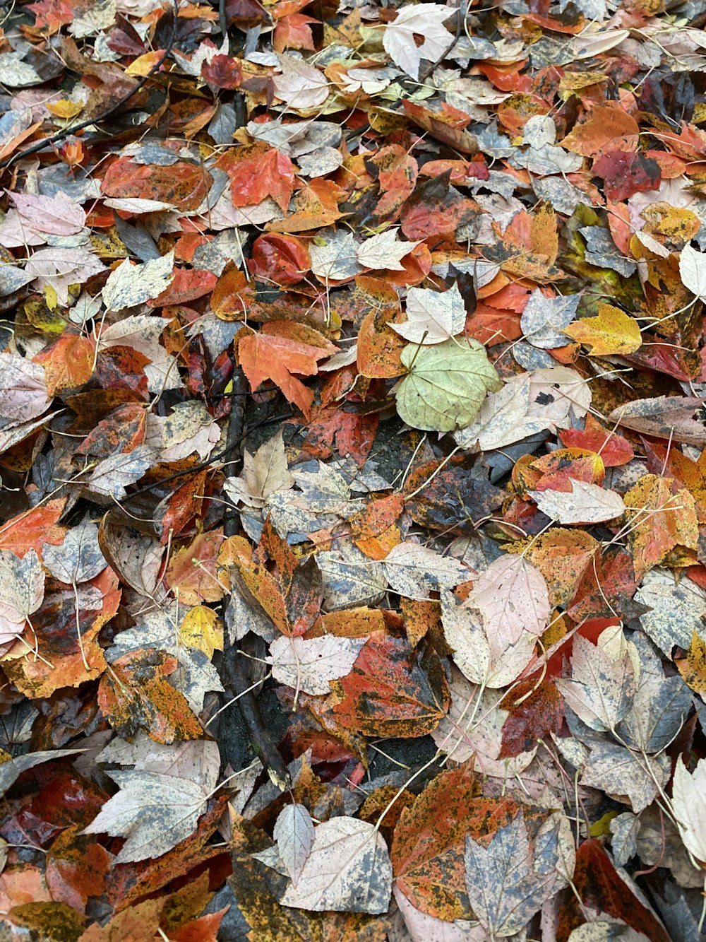 brown and white leaves