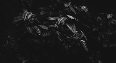 black and white photo of plants