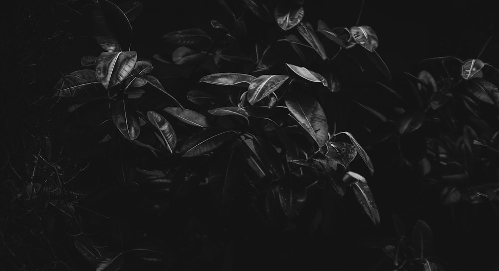 black and white photo of plants
