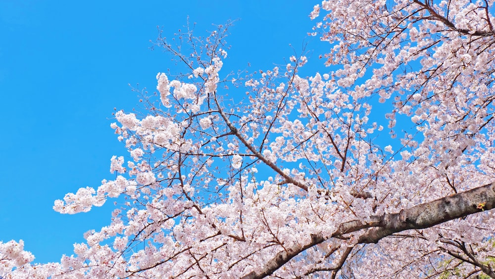 cerezo rosa en flor