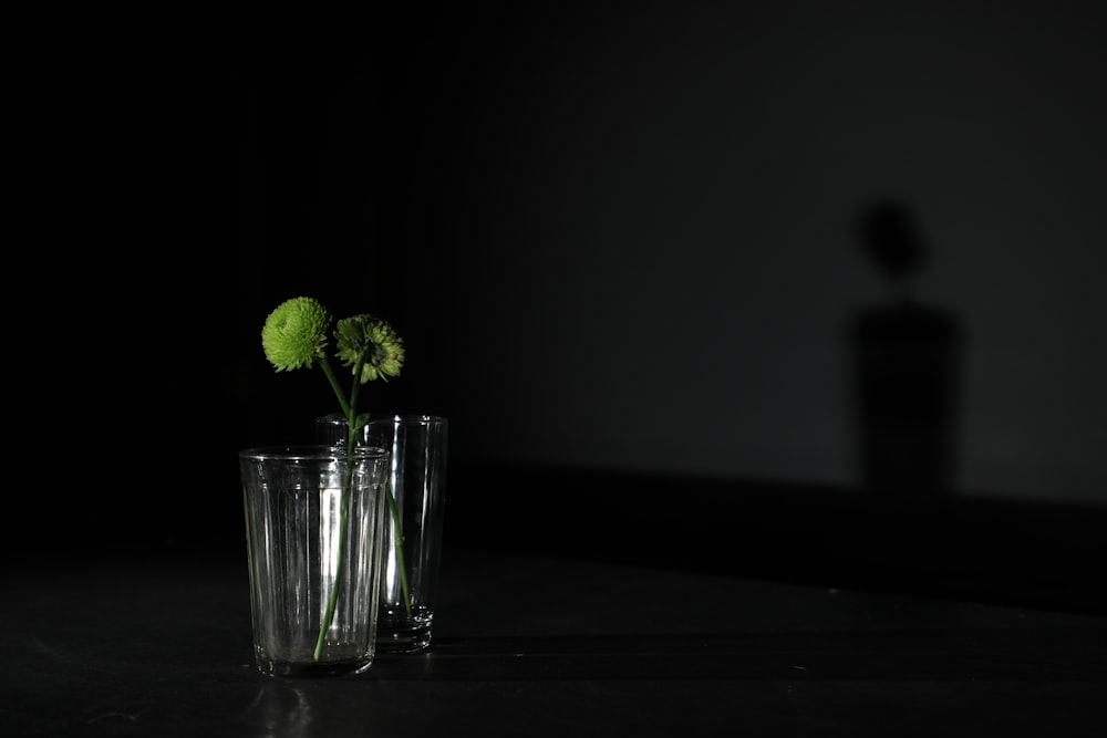 green leafed plant in drinking glass