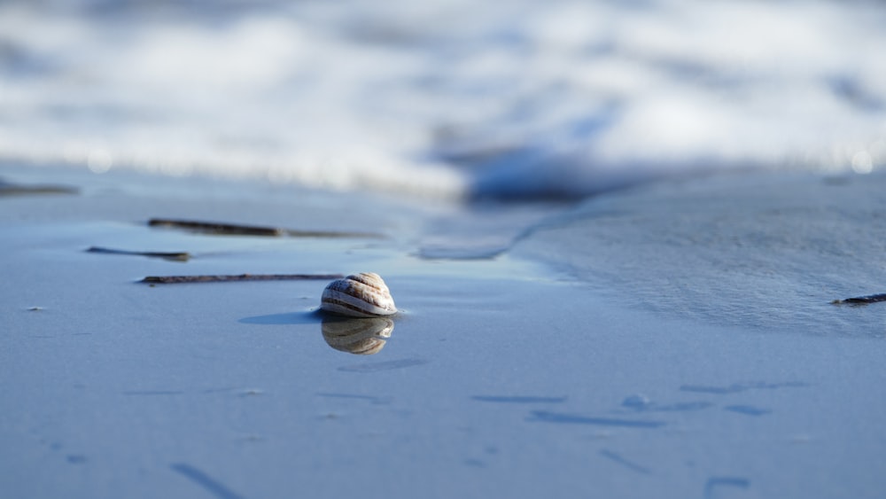 photo of white seashell on seashore