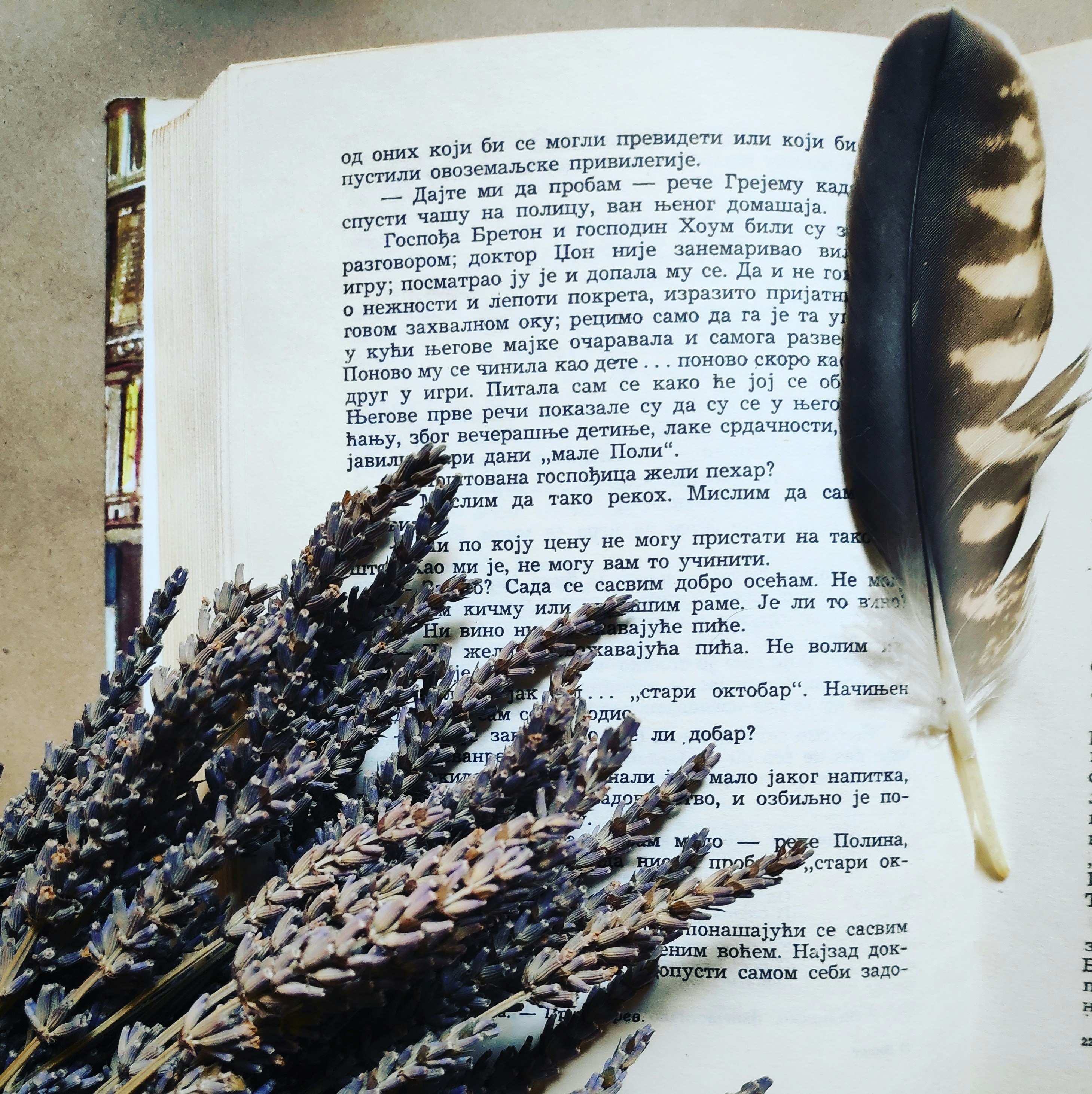 feather on book