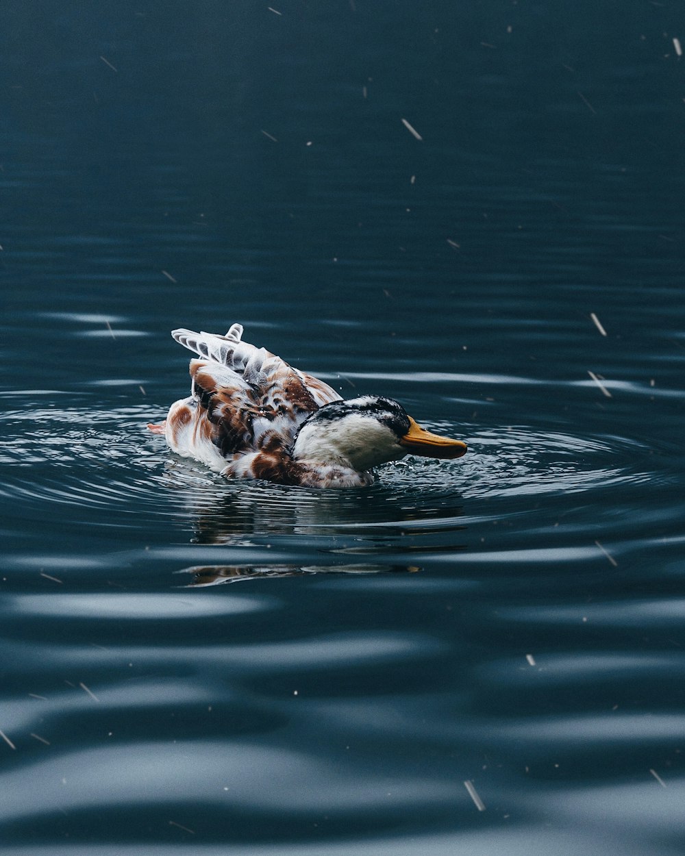 brown duck floating on water