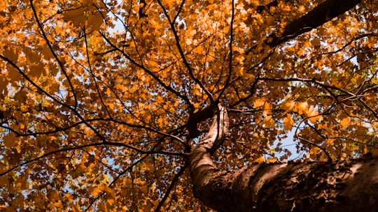 tall tree in Transilvania Romania