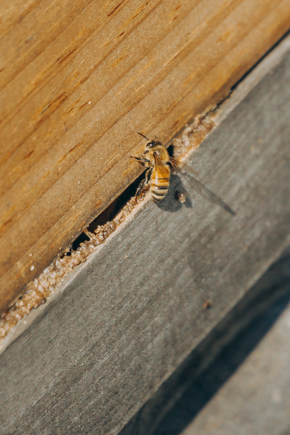 brown and black bee