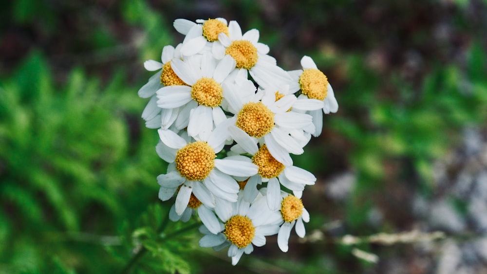 photo of Daisy flowers