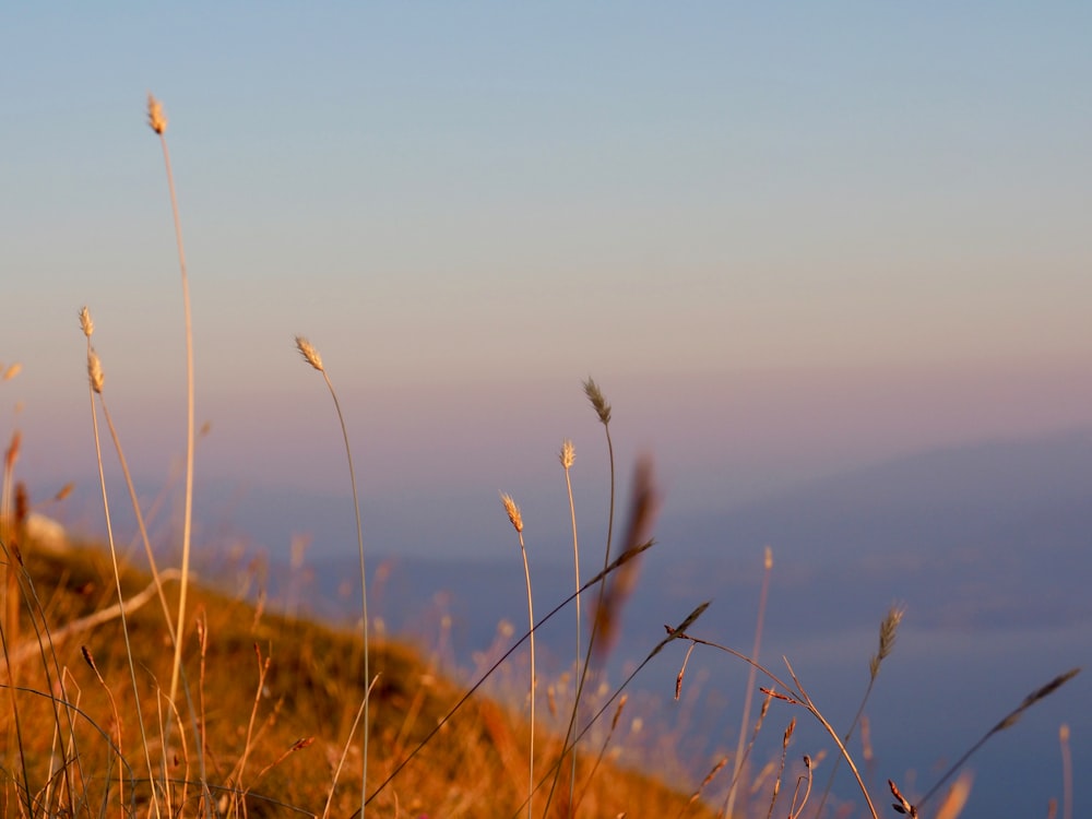 selective-focus of brown grass