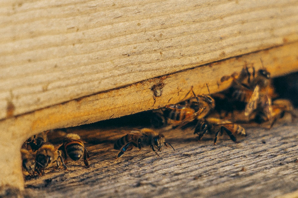 Gruppe von Bienen