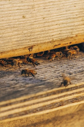 group of bees