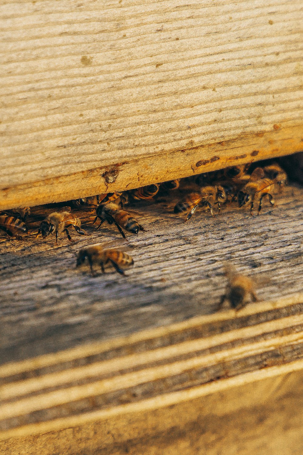 groupe d’abeilles