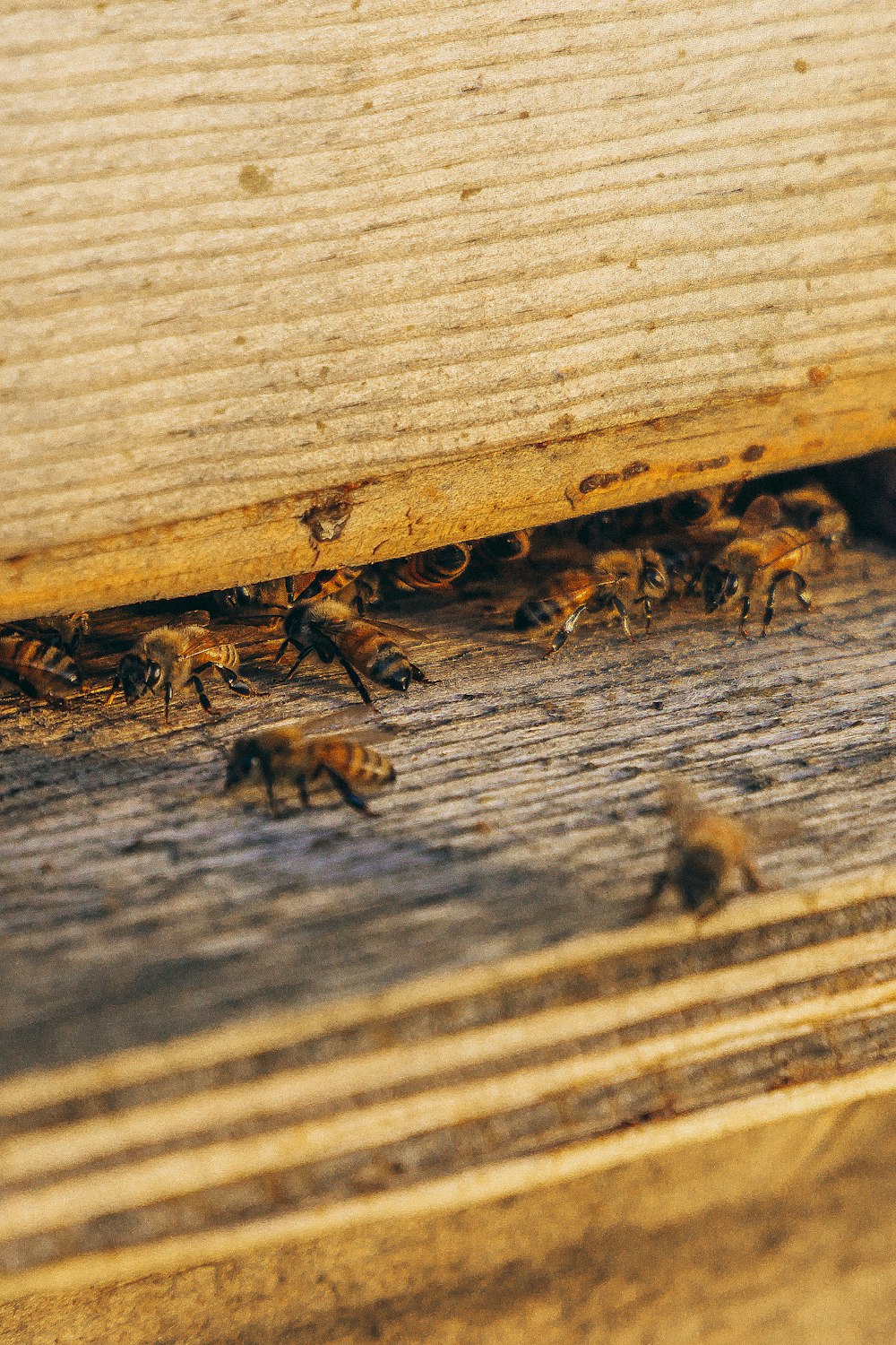 Grupo de abejas