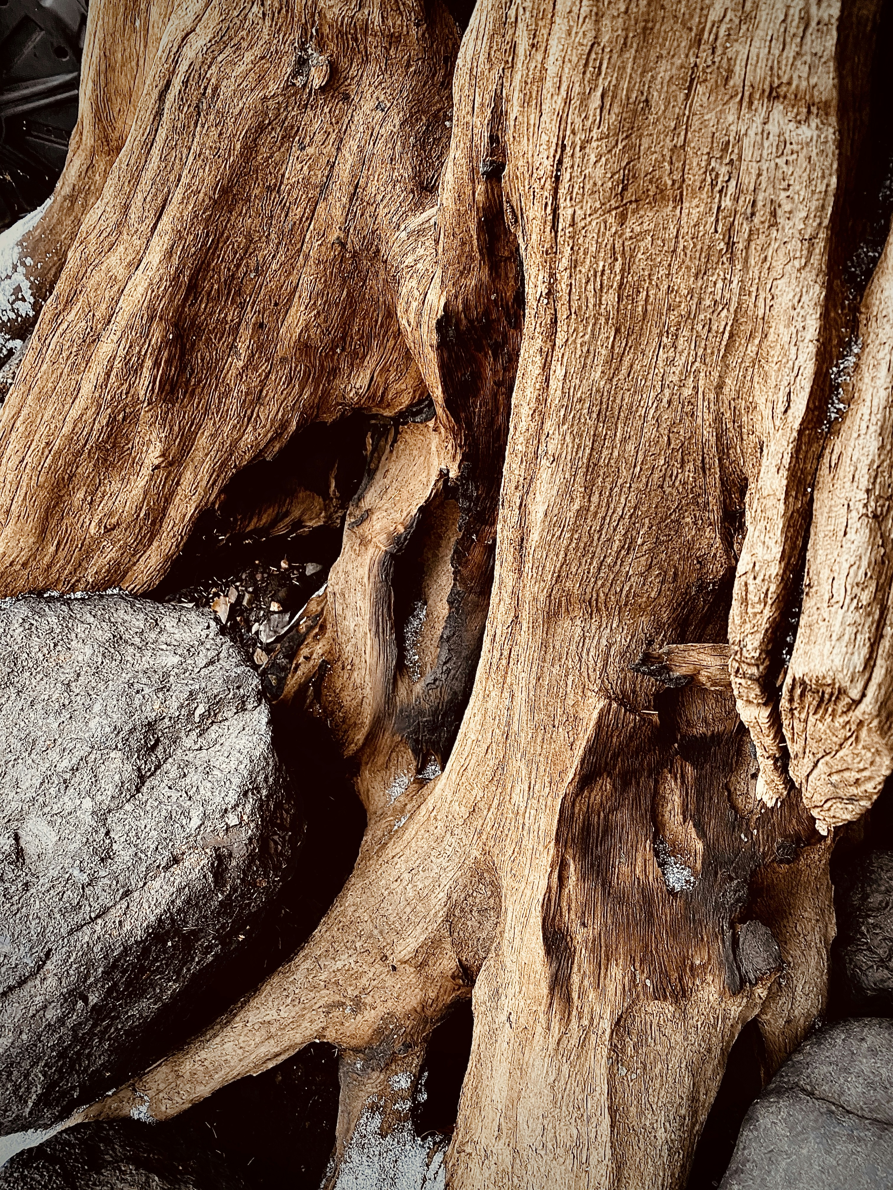 בנבכי פקעת השיגעון המקראי: על הרומן החדש של הפסיכולו