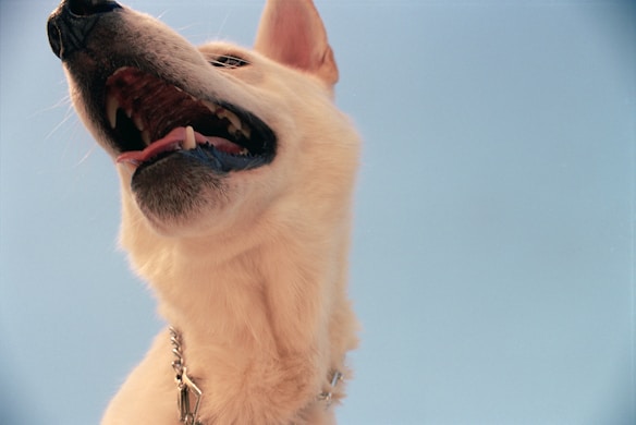 A close-up view of a light-colored dog's face from below, showing its open mouth with visible teeth and a chain collar. The dog's fur appears creamy against a clear blue sky, conveying a playful and joyful expression.