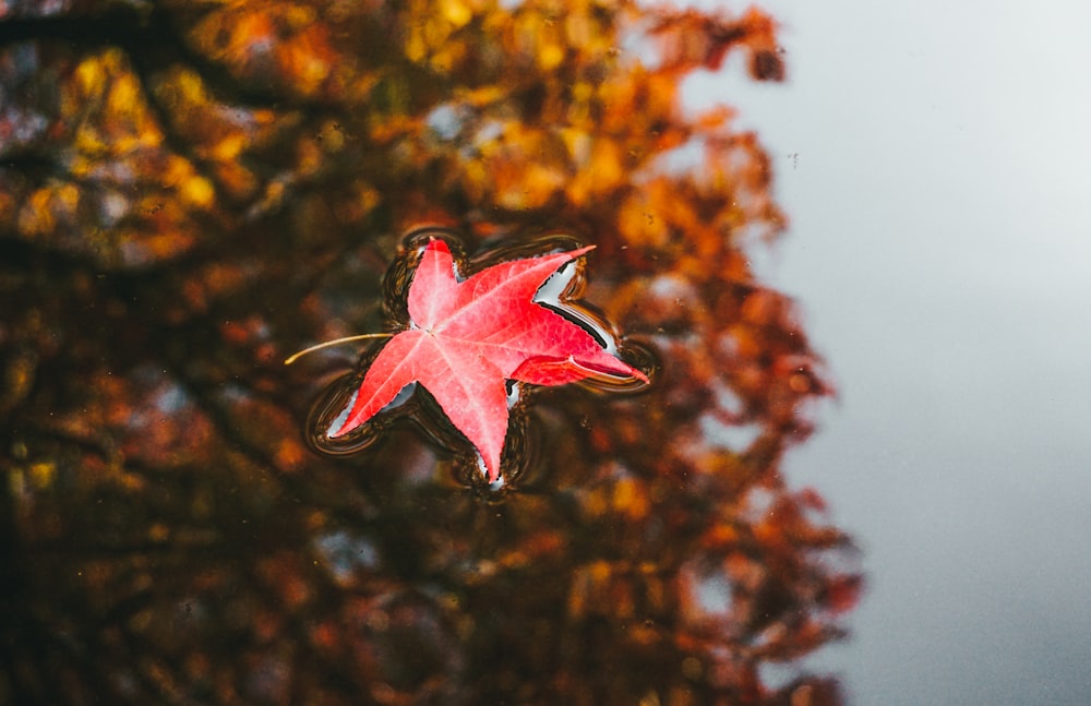 red maple leaf floats on water