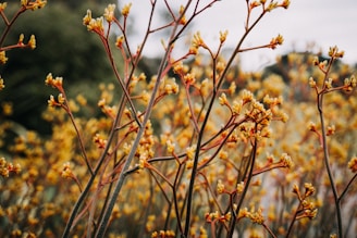 yellow-petaled flowers