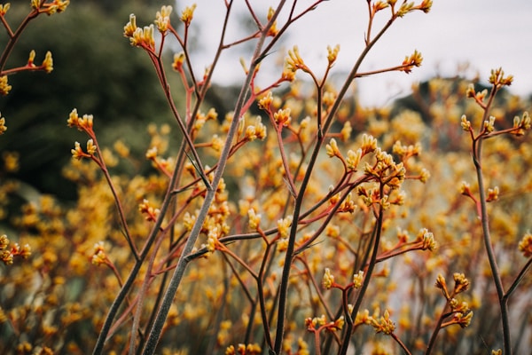 yellow-petaled flowers
