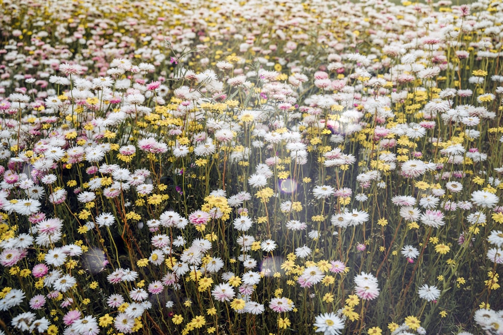 white and yellow flowers