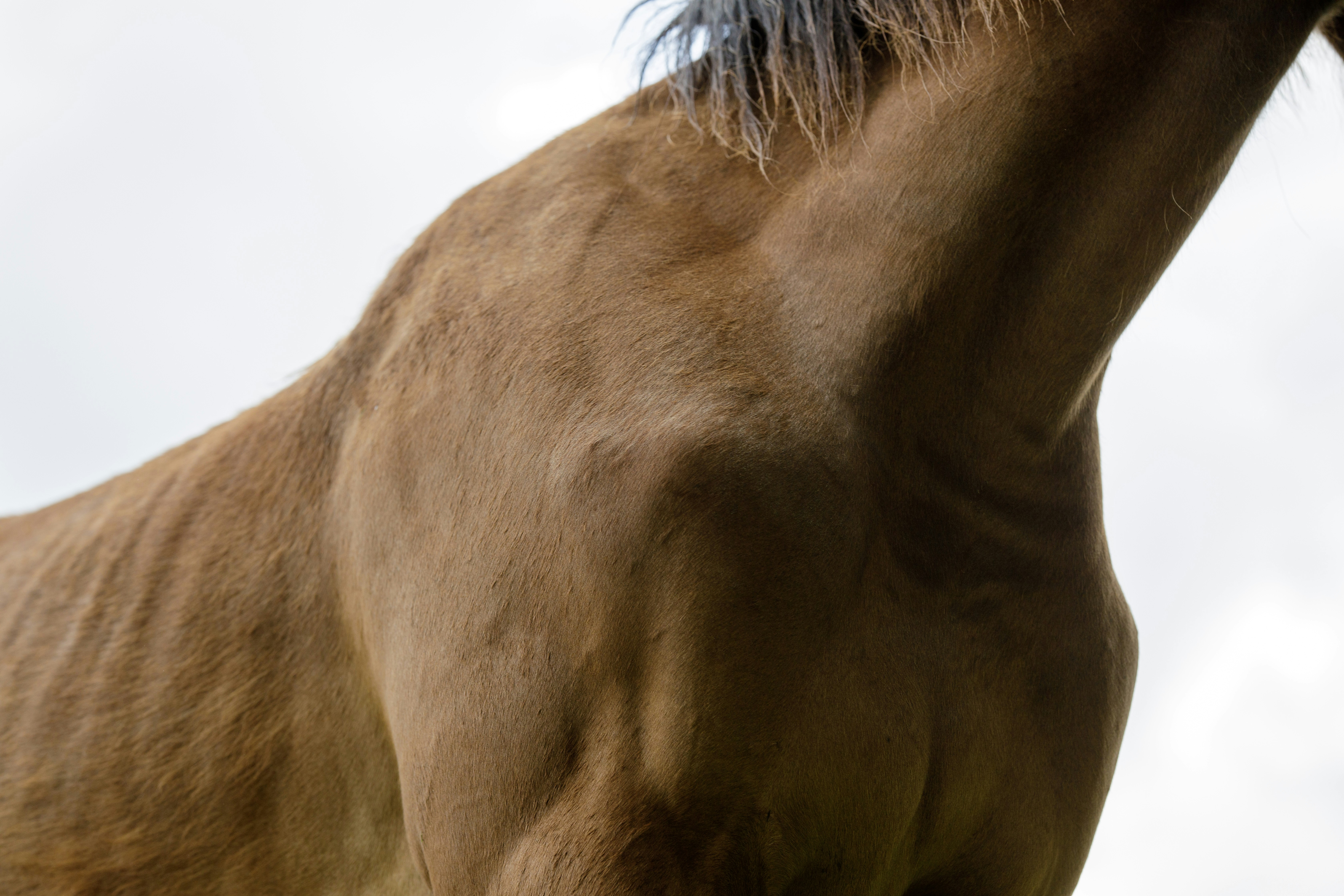 Galop 2 Les 13 robes principales