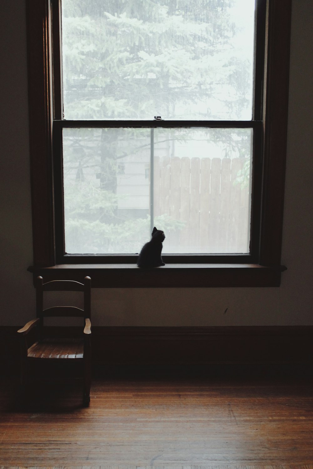 kitten on window