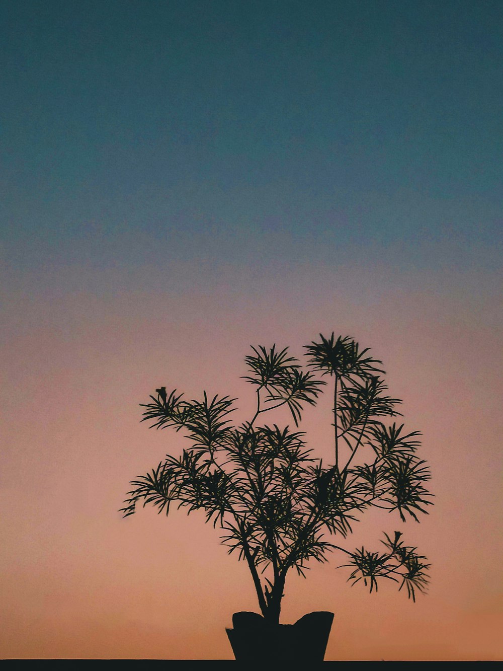 a silhouette of a potted plant against a sunset sky