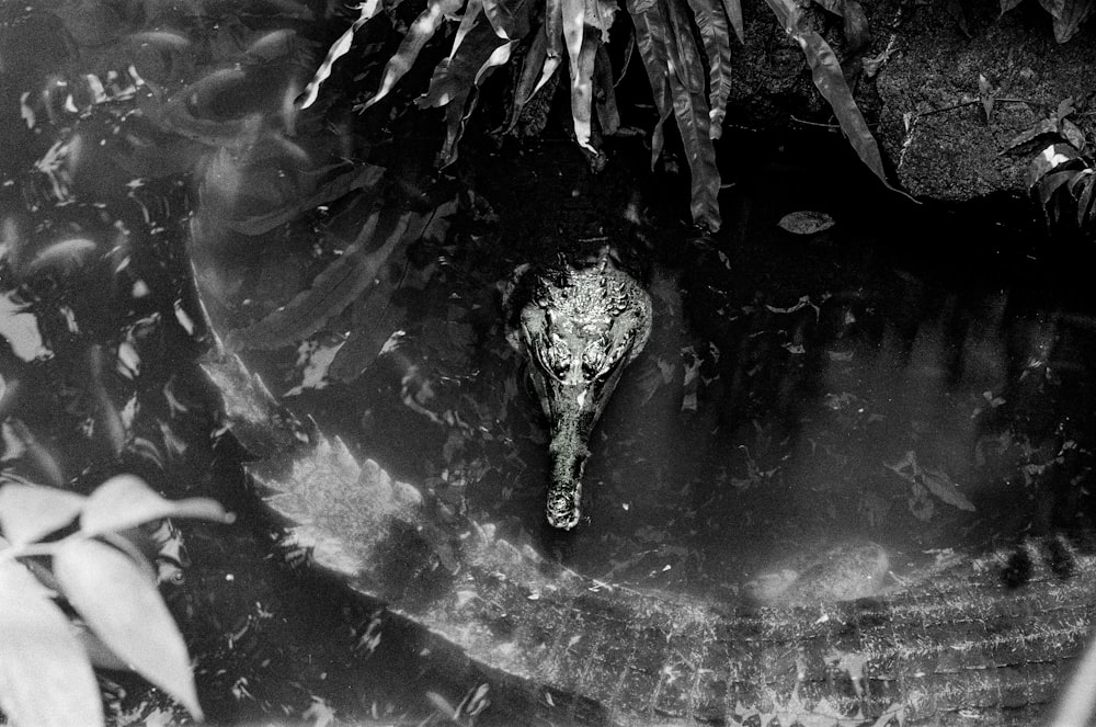 a black and white photo of an animal in the water