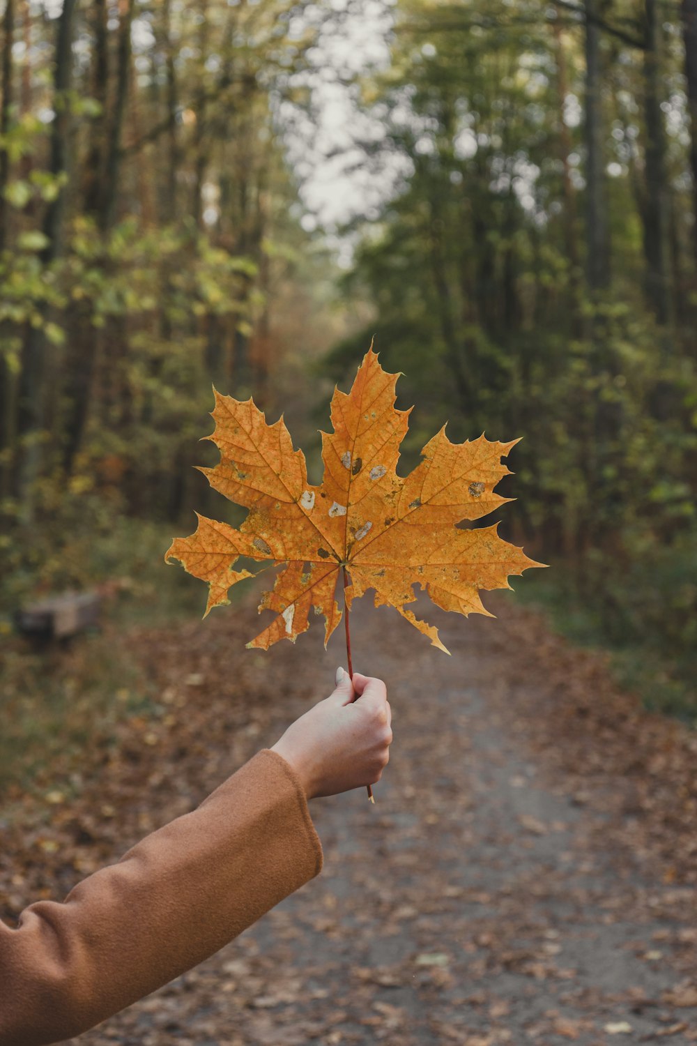 person holding a brown leaf