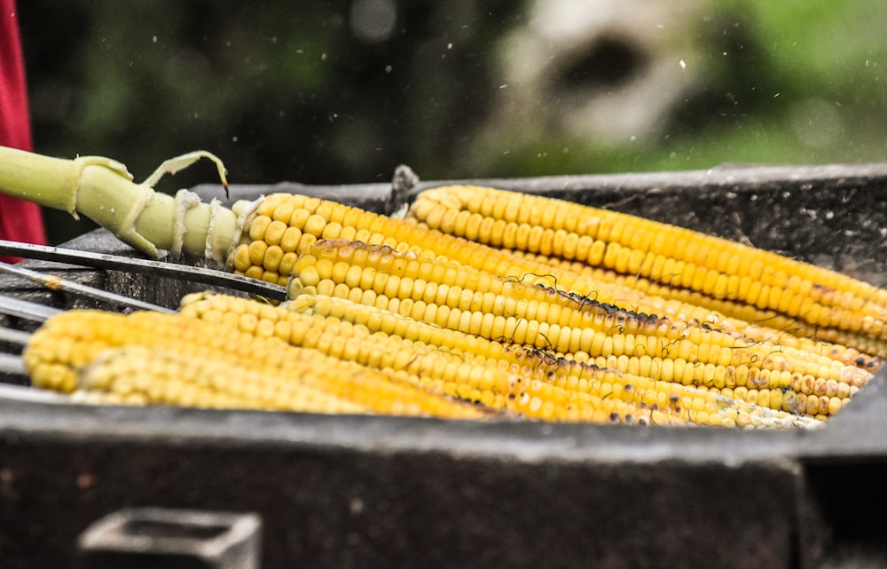 shallow focus photo of yellow corns