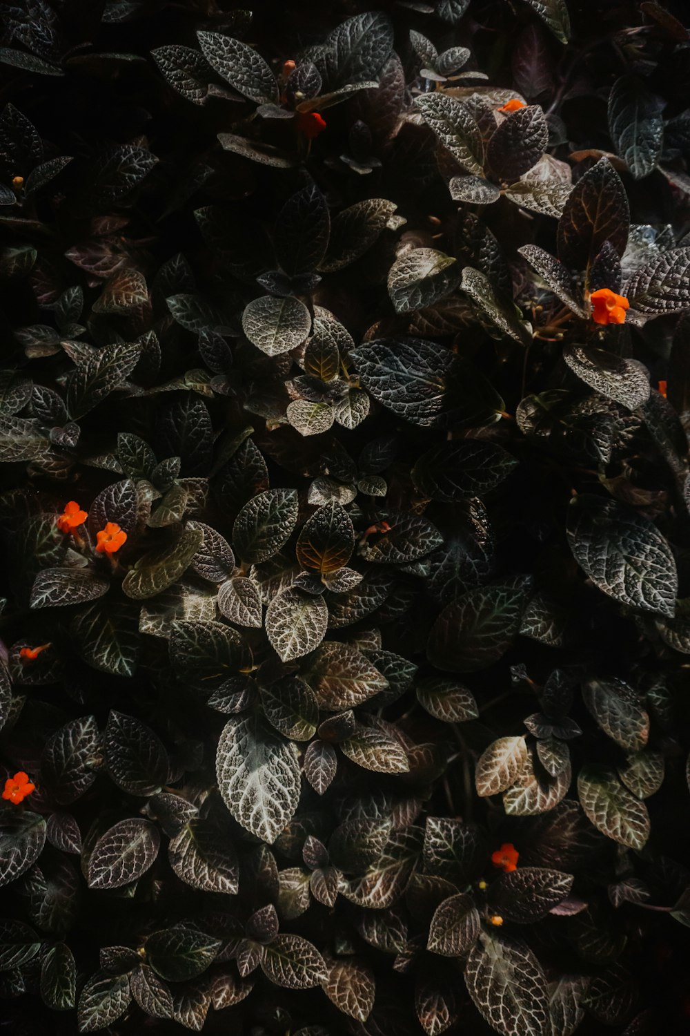 orange flowers