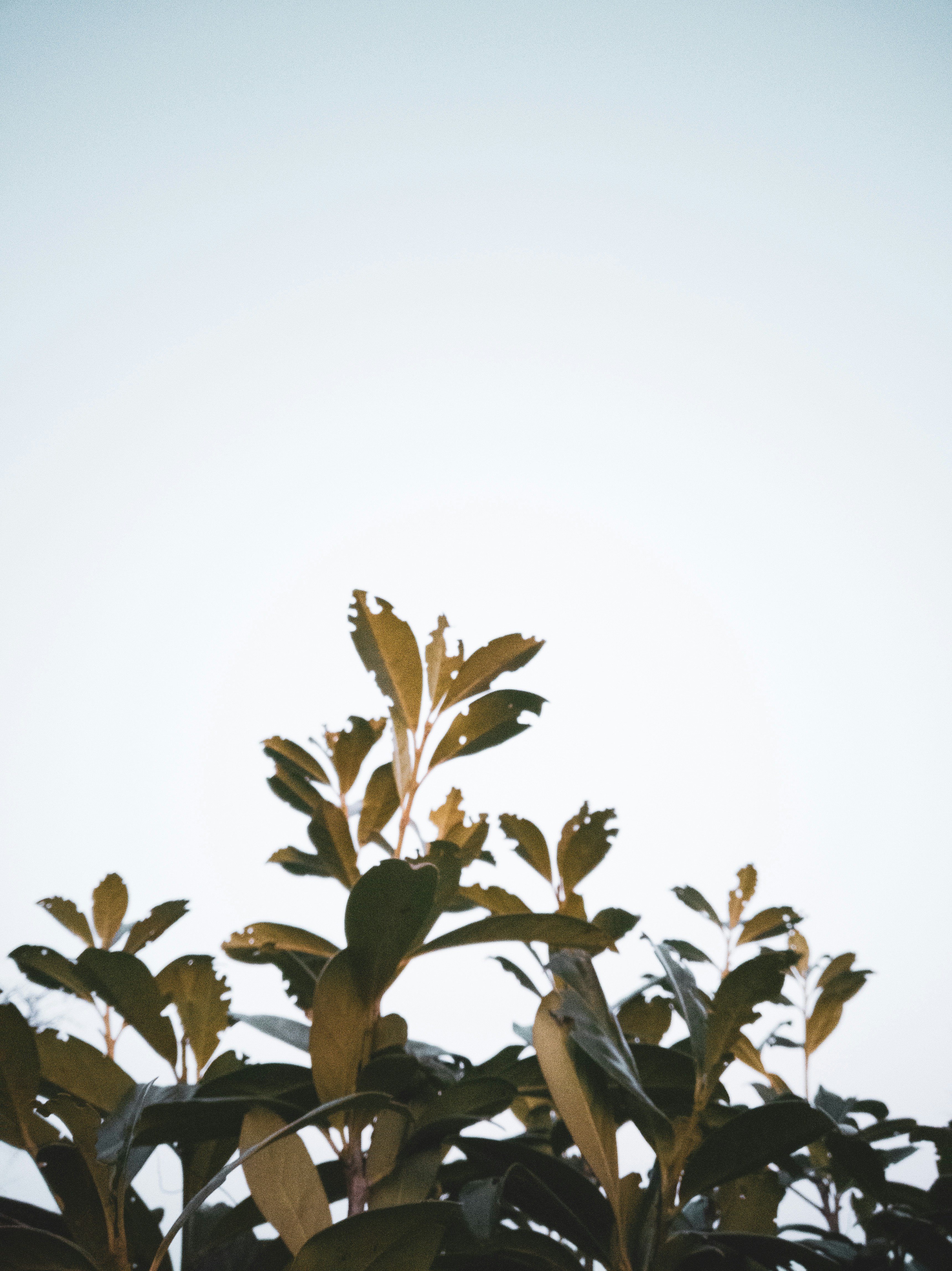 観葉植物 明るい インテリア