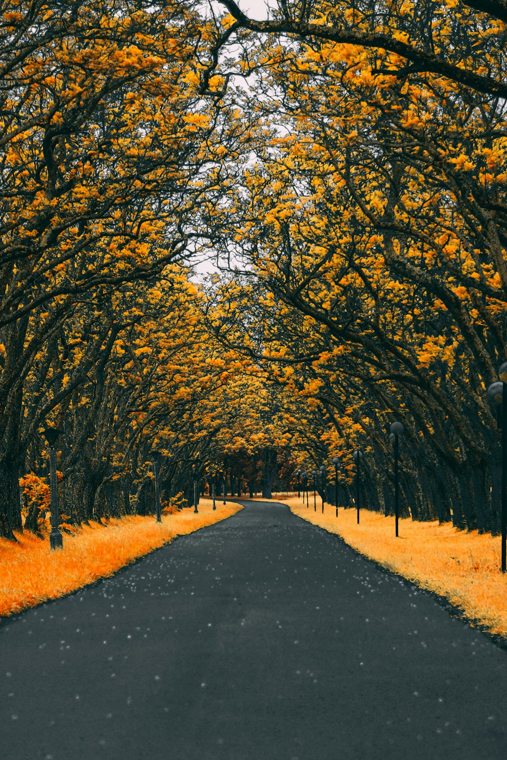 paved road between trees