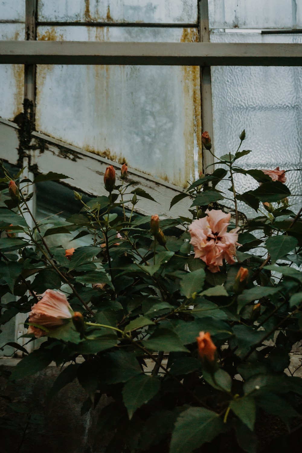 pink hibiscus flower