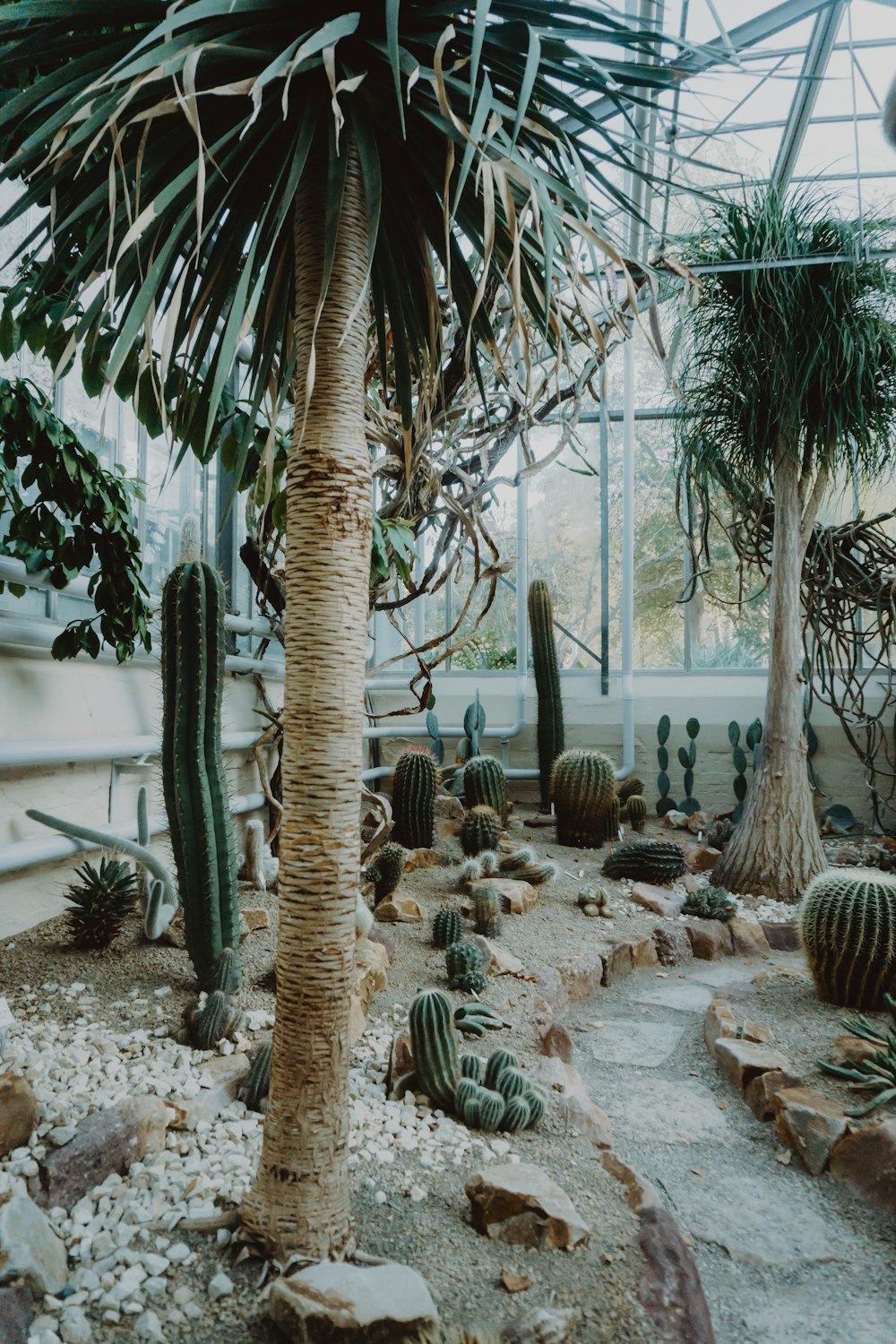 green tree surrounded by cactus