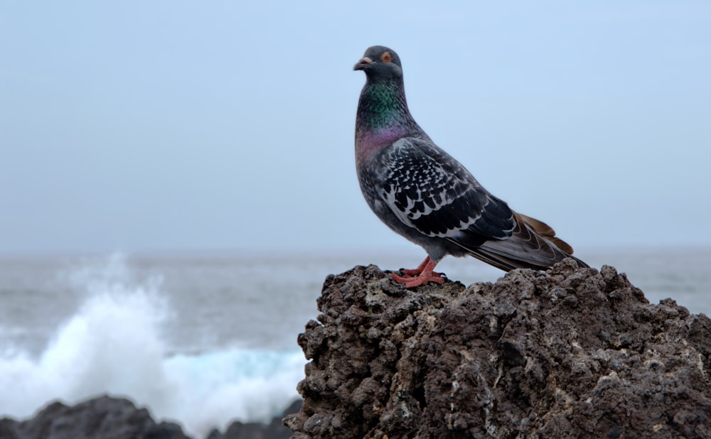 photography of black and green dove perched on gray rock near ocean