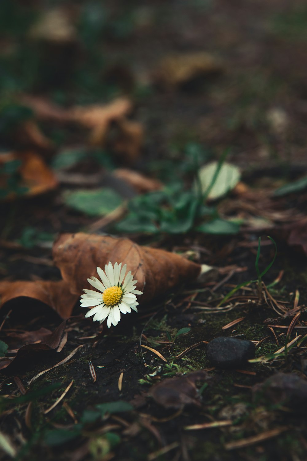 white daisy flower