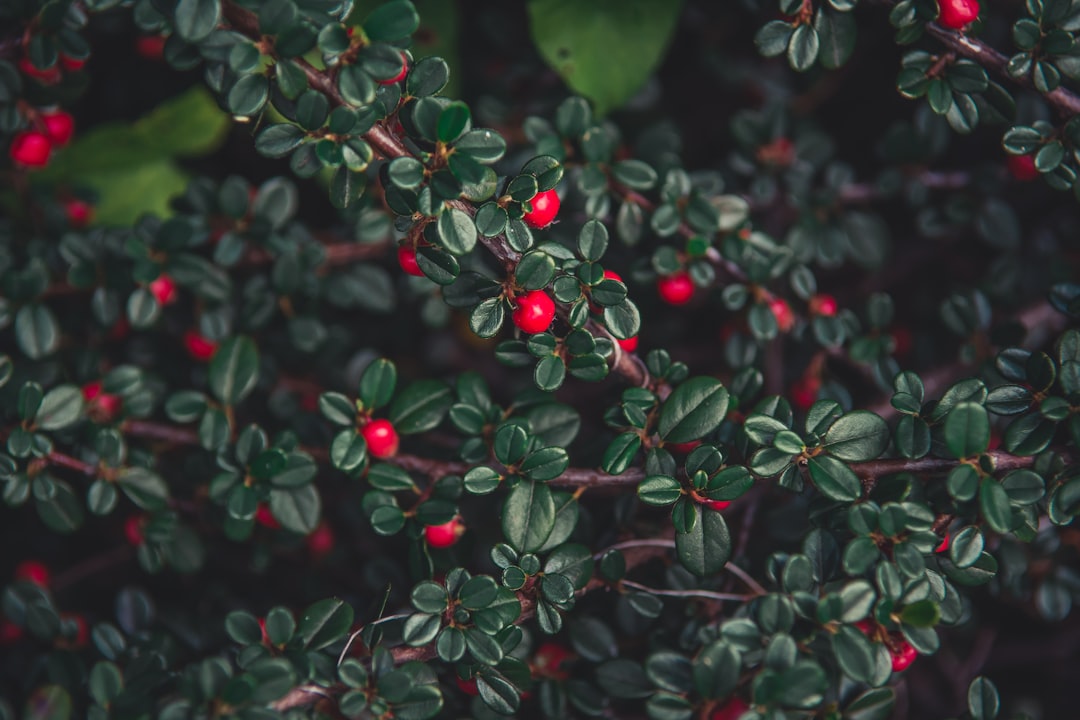 view of red berries