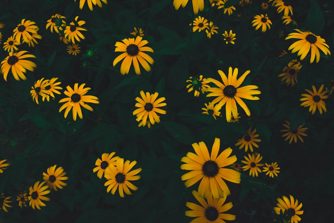bed of yellow African daisies