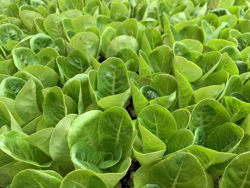 green-leafed plant