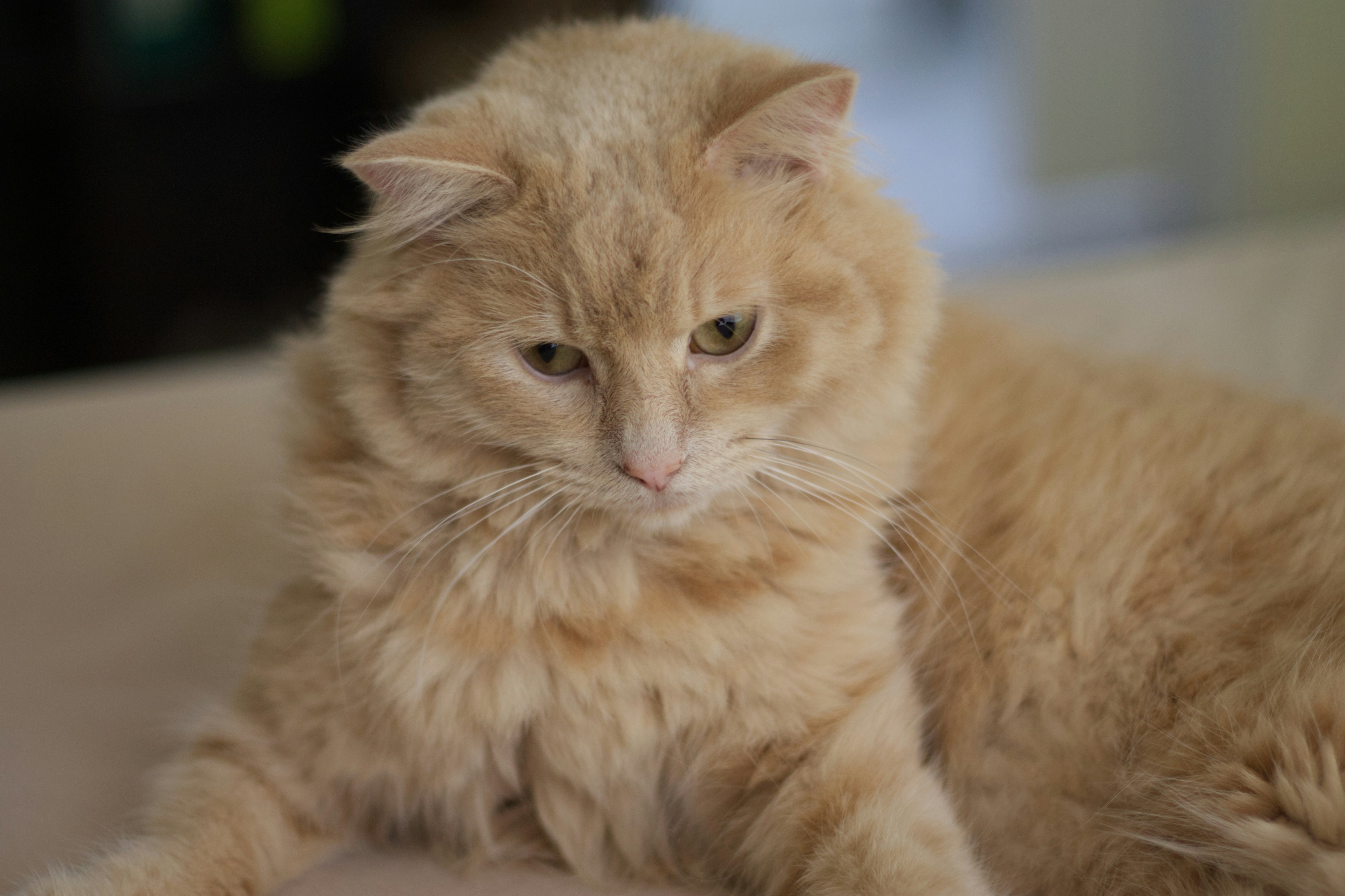 Orange Tabby Cat Photo Free Animal Image On Unsplash